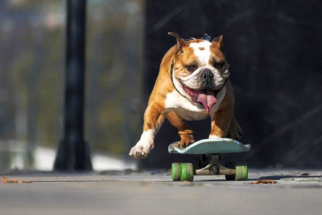 A dog rides a skateboard during "Dog Day" celebrations in Santiago, Chile, Saturday, July 20, 2024. (Phoot by Matias Basualdo/AP Photo)