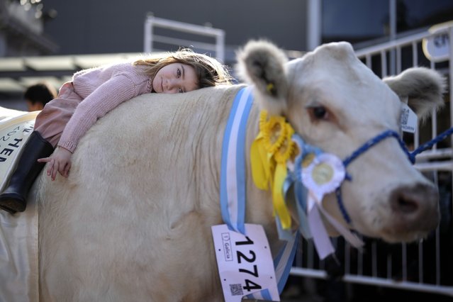 Clara Macaroni, 3, rests on her father's prize-winning Shorthorn cow before a parade at the opening ceremony for the Rural Society's annual exposition in Buenos Aires, Argentina, Sunday, July 28, 2024. (Photo by Rodrigo Abd/AP Photo)