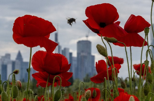 A bumblebee flies between poppy flowers near the buildings of the banking district in Frankfurt, Germany, Friday, May 24, 2024. The Nature And Biodiversity Conservation Union, or NABU, invited people to spend an hour counting the insects they see in a 10-meter radius (33-foot) radius and report what they see to NABU. The Citizen-Science-Projekts named “insect summer” is set from May 31 to June 9 and Aug. 2 to Aug. 11, 2024. (Photo by Michael Probst/AP Photo)