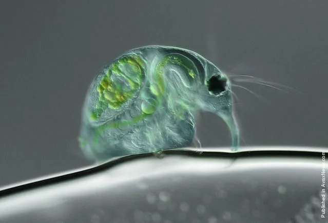 Taking 10th place is this 100x view of a freshwater water flea (Daphnia magna), submitted by Joan Röhl of the Institute for Biochemistry and Biology in Potsdam, Germany