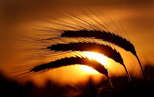 The evening sun shines behind ears of barley on a field in Duesseldorf, Germany, on June 22, 2014. (Photo by Martin Gerten/European Pressphoto Agency)