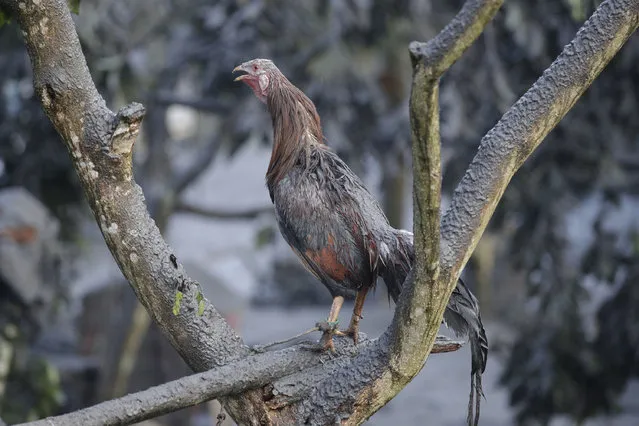 A rooster crows as he is covered in ash from Taal Volcano's eruption Monday January 13, 2020, in Tagaytay, Cavite province, south of Manila, Philippines. (Photo by Aaron Favila/AP Photo)