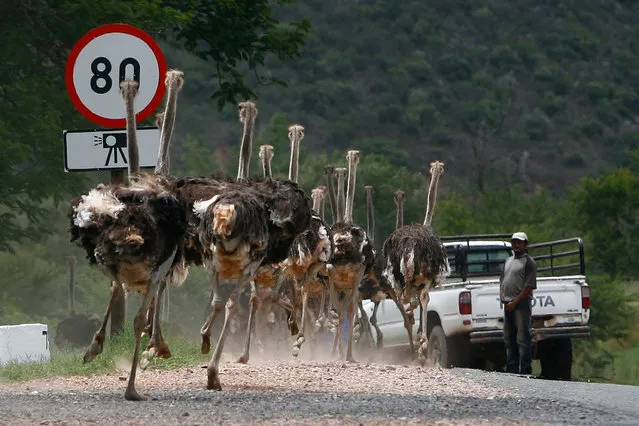 A herd of ostriches runs on a street after breaking out of their enclosure outside Oudtshoorn, east of Cape Town, South Africa January 7, 2008. (Photo by Alex Grimm/Reuters)