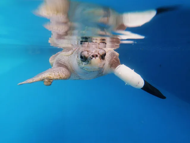 Female turtle named Goody tests out the first prosthetic flipper that will help other sea turtles injured from fishing gears to swim again, in Phuket, Thailand on January 10, 2020. (Photo by Jiraporn Kuhakan/Reuters)