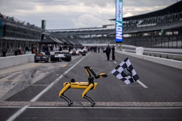 Boston Dynamics' robot dog hold the starting flag on the grid of the Indy Autonomous Challenge race at the Indianapolis Speedway in Indianapolis on October 23, 2021. There will be cars on the track on October 23, 2021 at the famous Indianapolis racetrack, but no driver in them; that won't stop the cars, in autonomous driving, from reaching 250 km/h, a new stage in the development of driverless vehicles. Nine single-seaters will be at the start of the Indy Autonomous Challenge, a competition endowed with one million dollars, whose objective is clear, “to prove that autonomous technology can work in extreme conditions”, explains Paul Mitchell, from ESN, co-organizer of the event. (Photo by Ed Jones/AFP Photo)