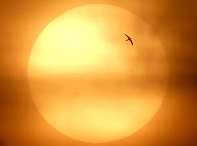 A bird flies in front of the cloud-covered sunset in Jakarta on July 7, 2017. (Photo by Bay Ismoyo/AFP Photo)