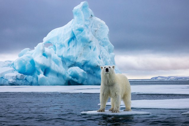 A polar bear goes with the floe, catching a ride on a small piece of ice in Svalbard in the second decade of October 2024. (Photo by Piet van den Bemd/Caters News Agency)