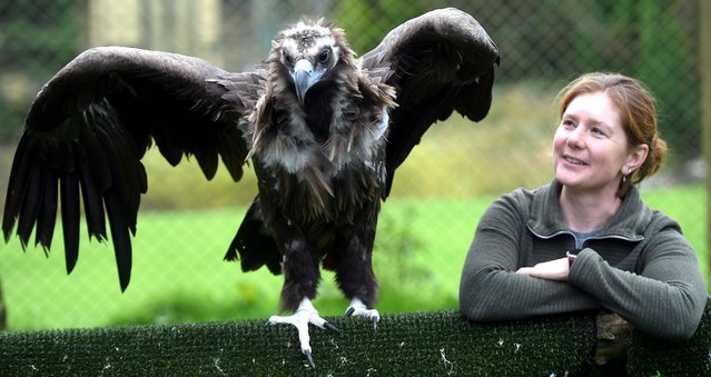 Holly Cale, the curator at the Horstmann Trust in south Wales, UK, on October 21, 2024 with Bernard, a 28-year-old Eurasian black vulture and the first to receive stem cell treatment to alleviate arthritis in his stifle joint. (Photo by Paul Nicholls Photography)