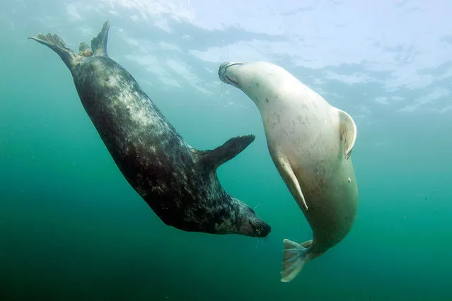 Playful seals. The pair of playful seals swim around each other. Two passionate seals were captured on camera in a tender embrace by underwater photographer Robert Bailey, 50, near the Farne Islands off the Northumberland coast, UK. (Photo by Robert Bailey/Medavia)