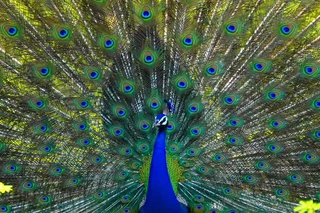A Peacock spreads his wings on the outskirts village of Ajmer, Rajasthan, India on June 22, 2022. (Photo by Himanshu Sharma/Anadolu Agency via Getty Images)