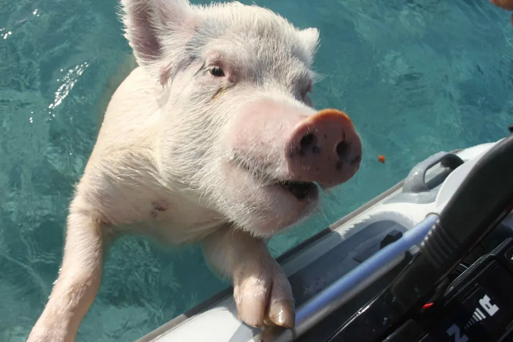 Swimming Pig off the Island of Big Major Cay