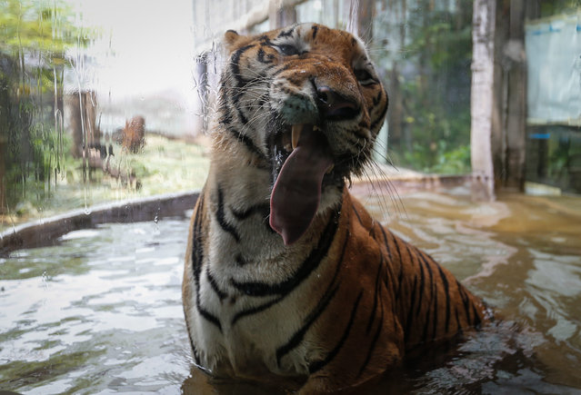 A Bengal tiger licks a glass enclosure during a presentation of Bengial tiger cubs at the Malabon Zoo in Malabon City, north of Manila, Philippines, 14 July 2016. The Bengal tiger cubs, which were born at the zoo, are two months old and named “Tiger Duterte” and “Tiger Leni”. The Malabon Zoo has one of the largest private collections of exotic and endemic animals in the Philippines. (Photo by Mark R. Cristino/EPA)