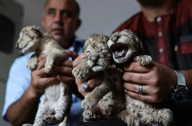 Employees present 3 newly born lion cubs at Nama zoo in Gaza City, on August 12, 2022. (Photo by Mohammed Abed/AFP Photo)