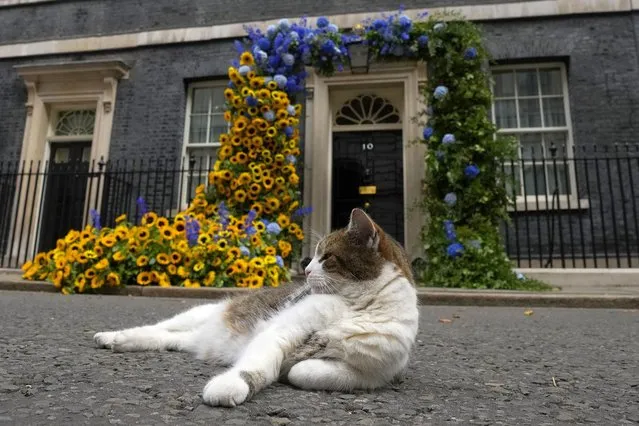Larry the Cat, Britain's Chief Mouser to the Cabinet Office, sits in front of the flower decoration featuring sunflowers, outside 10 Downing street, in the national Ukrainian colours, on Ukraine Independence Day in London, Wednesday, August 24, 2022. (Photo by Frank Augstein/AP Photo)