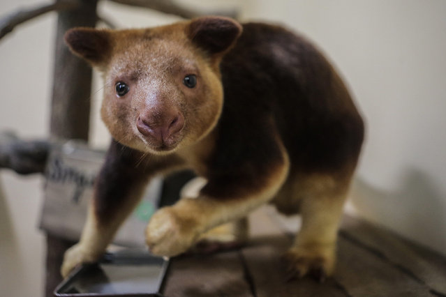 Makaia, a Goodfellow's tree kangaroo, pictured on a platform in a holding area at the Singapore Zoo during a media preview, 03 August 2016. (Photo by Wallace Woon/EPA)