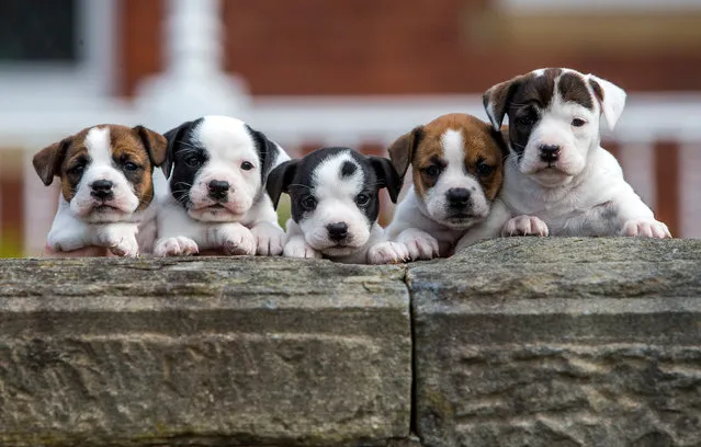 Puppies Michelle, Doctor Hilary, Beverly, Stephi and Louise, the litter was named after local NHS workers and TV personality Dr Hilary Jones. The puppies are now at their foster home in Cardiff, Wales. Mother Peaches, was handed into Hope Rescue Centre, Llantrisant a few days before they were born during the current UK Lockdown. They are now looking for a new home as they approach 6 weeks old. (Photo by Chris Fairweather/Huw Evans/Rex Features/Shutterstock)