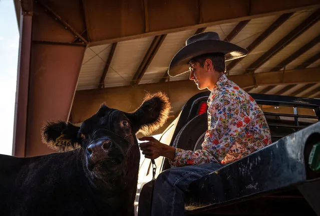 Bailey Waldrop, 16, from Velarde, hangs out with his steer named Brandon before the start of the Parade of Champions showcasing the winners of the Junior Livestock Show at Tingley Coliseum during the New Mexico State Fair at Expo New Mexico in Albuquerque, N.M., on Thursday, September 15, 2022. Waldrop won the Reserve Grand Champion Market Beef. (Photo by Albuquerque Journal/Rex Features/Shutterstock)