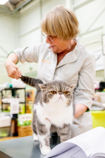 Farfalla Crackerjack, a tabby and white Exotic shorthair cat is judged before winning Best In Show during the Shropshire Championship Cat Show at Bloxwich Active Living Centre on February 01, 2025 in Walsall, England. (Photo by Shirlaine Forrest/Getty Images)