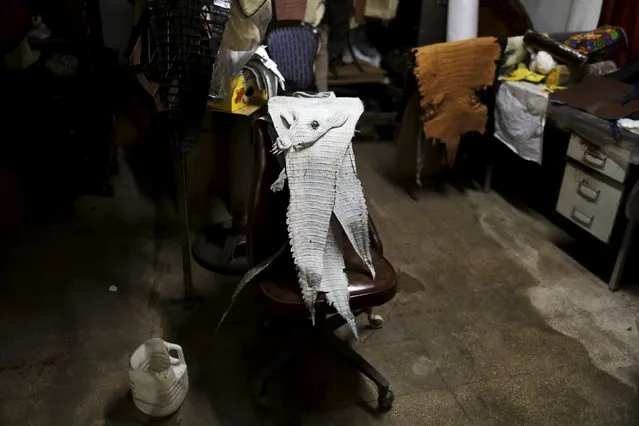 Crocodile skin waits to be used at a sewing workshop in Panagator, a sustainable crocodile farm, on the outskirts of Panama City September 11, 2015. (Photo by Carlos Jasso/Reuters)