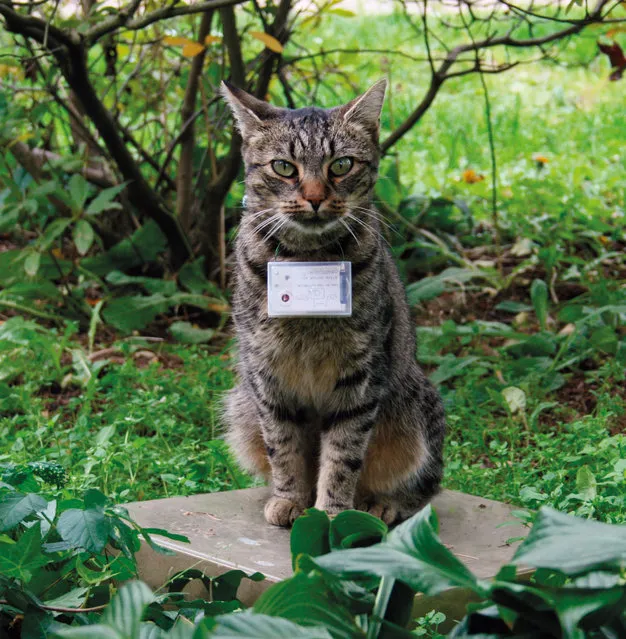 This is Fritz, a tabby cat from Hartenstein, Germany. (Photo by Chris Keeney/Princeton Architectural Press)