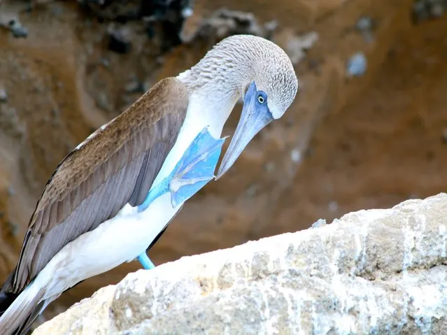 Blue-Footed Booby