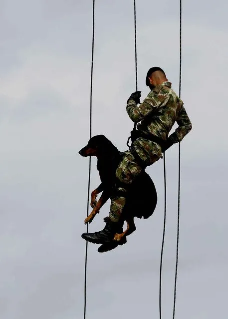 A Colombian Army Special Forces soldier rappels with a dog, in a show of military exercises at the Tolemaida military base, during a visit by U.S. Defense Secretary Chuck Hagel, in Melgar, Colombia, Friday, October 10, 2014. Colombia was Hagel's first stop on his six-day, three-country trip to South America. Hagel will also travel to Chile and Peru, where he will attend a conference of defense ministers from the Americas. (Photo by Fernando Vergara/AP Photo)