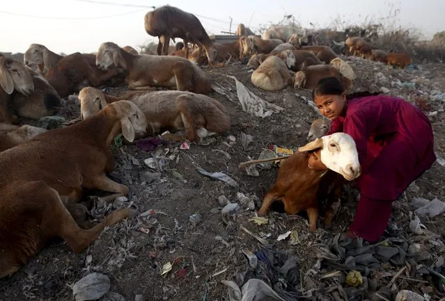 A girls hugs a sheep for sale ahead of Eid al-Adha  on the outskirts of Karachi, Pakistan, September 16, 2015. Muslims across the world are preparing to celebrate the annual festival of Eid al-Adha or the Festival of Sacrifice, which marks the end of the annual hajj pilgrimage, by slaughtering goats, sheep, cows and camels in commemoration of the Prophet Abraham's readiness to sacrifice his son to show obedience to Allah. (Photo by Athar Hussain/Reuters)