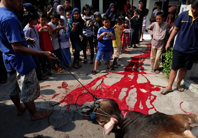 People stand around a cow as it is sacrificed for the Muslim holiday of Eid Al-Adha outside a mosque at Pasar Senin in Jakarta, Indonesia, September 12, 2016. (Photo by Reuters/Beawiharta)