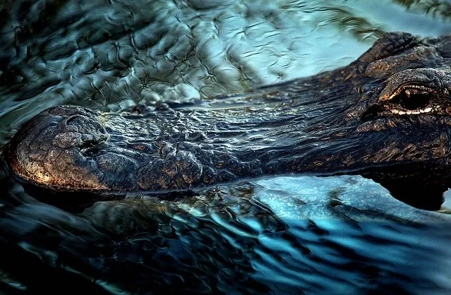An alligator floats in a pond in the Florida Everglades. (Photo by Joe Raedle)