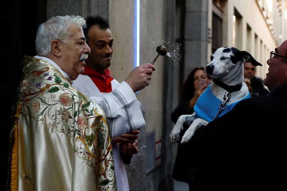 Blessing of the Animals 2018