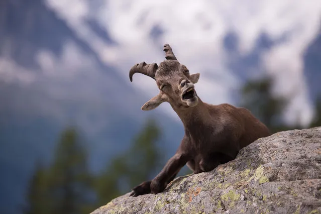 'Wildlife comedy? Ha ha give me a break!' Laughing goat. (Photo by Yuzuru Masuda/Comedy Wildlife Photography Awards/Mercury Press)