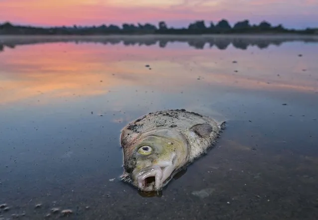 A dead fish lies in the shallow water of the German-Polish border river Oder in Lebus, Germany, Thursday, August 18, 2022. Germany says several substances seem to have contributed to a massive fish die-off in the Oder River that forms much of the country’s border with Poland. (Photo by Patrick Pleul/dpa via AP Photo)