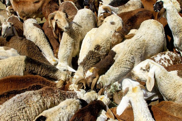 Animals feed at a livestock market in Omdurman, the twin-city of the Sudanese capital, on June 1, 2025 as people shop for sheep and goats to prepare ahead of Eid al-Adha, the Muslim feast of sacrifice. (Photo by Ebrahim Hamid/AFP Photo)