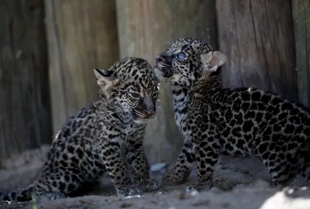 A couple of four-week-old jaguars are pictured as they are presented to the media, at a zoo in Ciudad Juarez, Mexico, October 14, 2015. (Photo by Jose Luis Gonzalez/Reuters)
