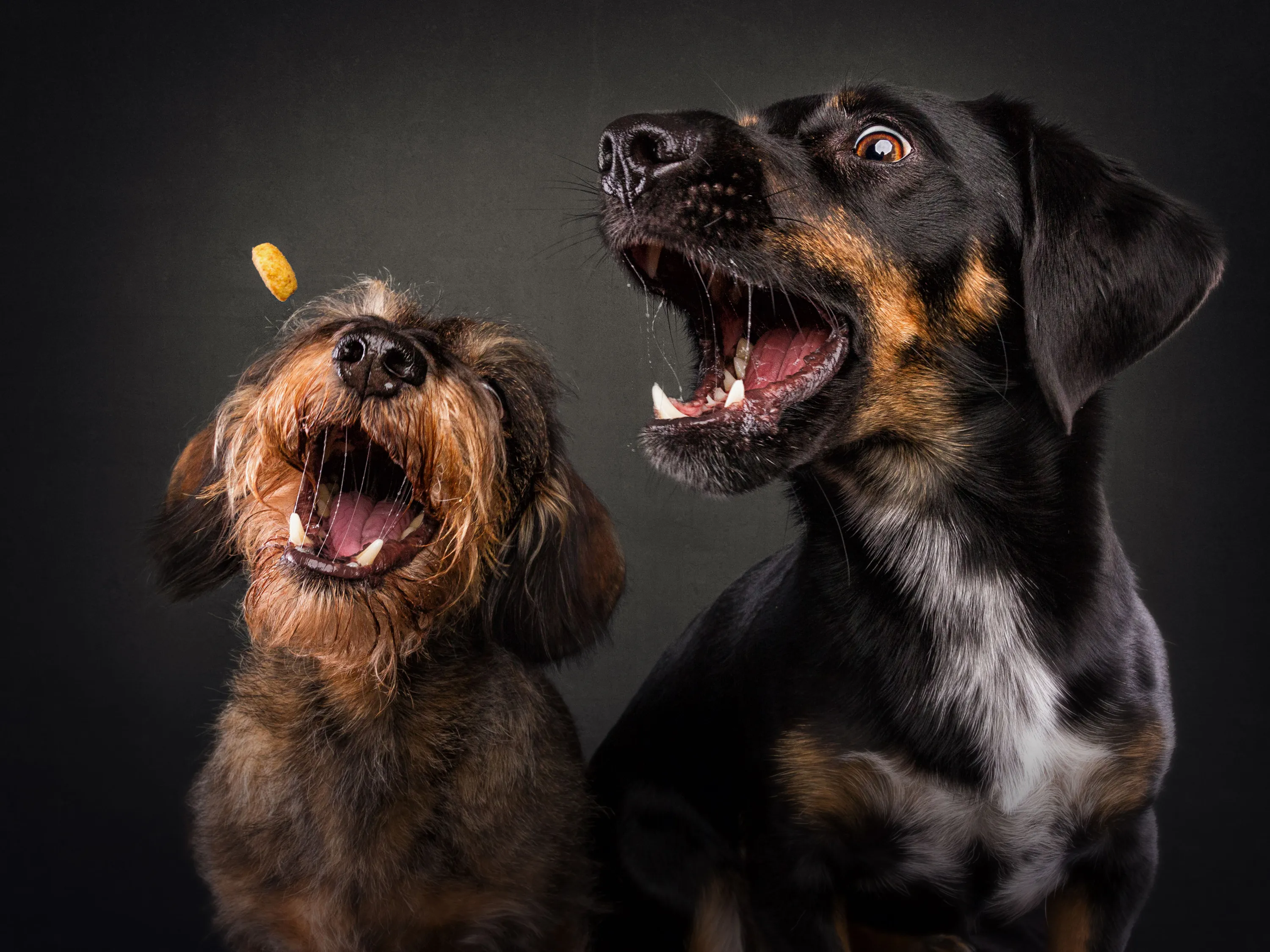 Встречаются две собаки. Веселая собака. Картинки собак. Классные собаки. Эмоции собак.