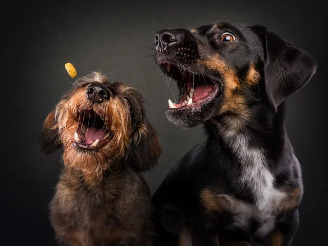 Dachshunds (wired and short). (Photo by Vieler Photography/Caters News Agency)