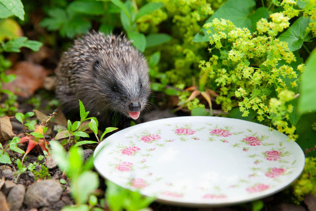 A baby hedgehog enjoys a drink after being found crossing a lawn at Rock Moor House, near Alnwick, Northumberland, UK in the second decade of July 2025. Normally a hedgehog would not be out in the daytime, but in the warm weather this one happily headed for the shade and was very pleased to be given a saucer of water to drink. Animal welfare organisations ask people to put water out for wildlife during heatwaves. (Photo by Anna Watson/Alamy Live News)