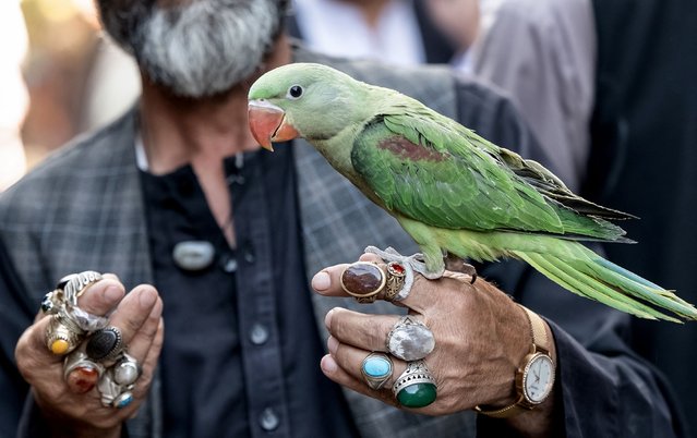 An Afghan vendor holds a parrot for sale at Koch-e Kafuroshi, or bird market, in Kabul on May 22, 2025. (Photo by Wakil Kohsar/AFP Photo)