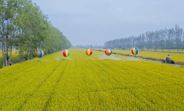 A professional crop service team sprays pesticides on 10000 mu of late rice with helium balloons, Suqian City, Jiangsu Province, China, October 20, 2020. (Photo by Costfoto/Barcroft Media via Getty Images)