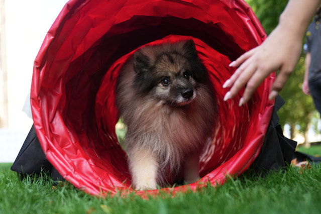 British Member of Parliament Sarah Edwards' dog Poykee, participates in the annual Westminster Dog of the Year competition, at Victoria Tower Gardens, in London, Thursday, September 11, 2025. (Photo by Joanna Chan/AP Photo)