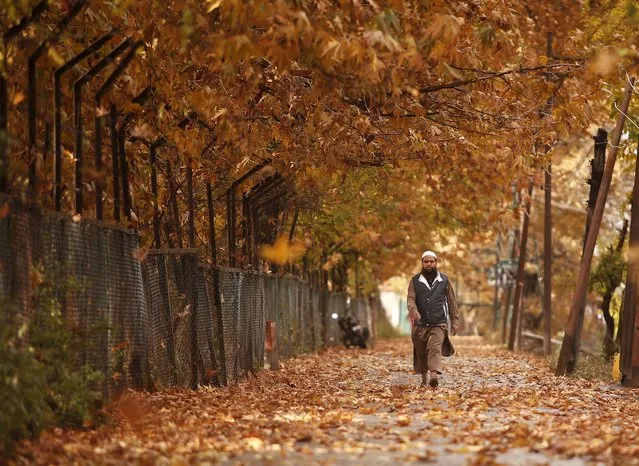 A Kashmiri man walks down a road covered with fallen leaves from chinar trees in Srinagar, India November 4, 2015. (Photo by Danish Ismail/Reuters)