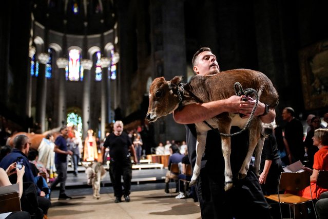 A handler carries a calf during the Procession of the Animals at the annual Feast of Saint Francis and Blessing of the Animals at The Cathedral of St. John the Divine in the Manhattan borough of New York, on October 5, 2025. (Photo by Eduardo Munoz/Reuters)