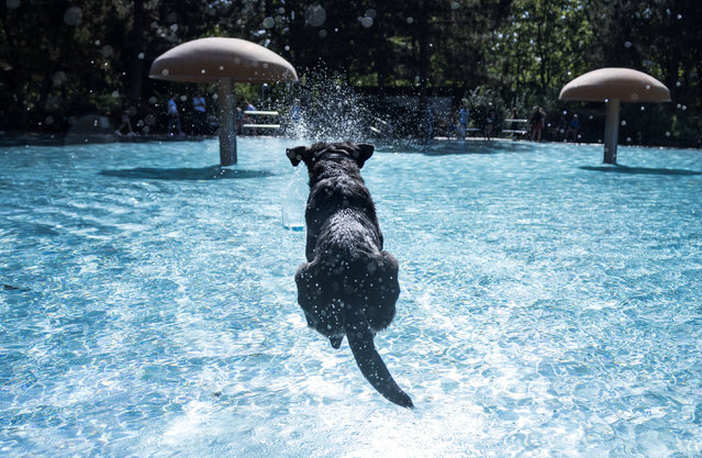 A dog jumps into one of 14 summer pools in which dogs are allowed to swim, before the end of the outdoor pool season, in Berlin, Germany, on September 21, 2025. (Photo by Nadja Wohlleben/Reuters)