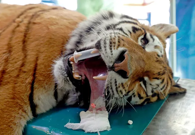 Igor, the 13 year-old Siberian tiger lies on the operation table before the non-invasive stem cell surgery in Zoo Szeged, Hungary April 18, 2018. (Photo by Bernadett Szabo/Reuters)