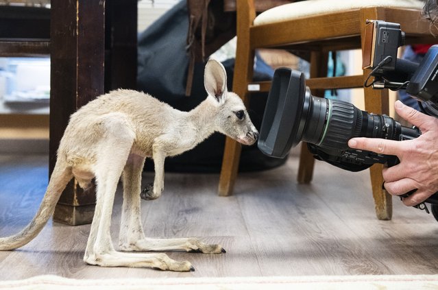 Lili, the 10-month-old red kangaroo joey, is seen in the director's office at Sosto Zoo in Nyiregyhaza, Hungary, 15 October 2025. The little female was thrown out of her mother's pouch at the age of nine months, and since then, she has been cared for by the zoo's veterinarians, who feed her every four hours. The goal is for Lili to become completely independent in six months and join the park's troop of giant kangaroos. (Photo by Attila Balazs/EPA)