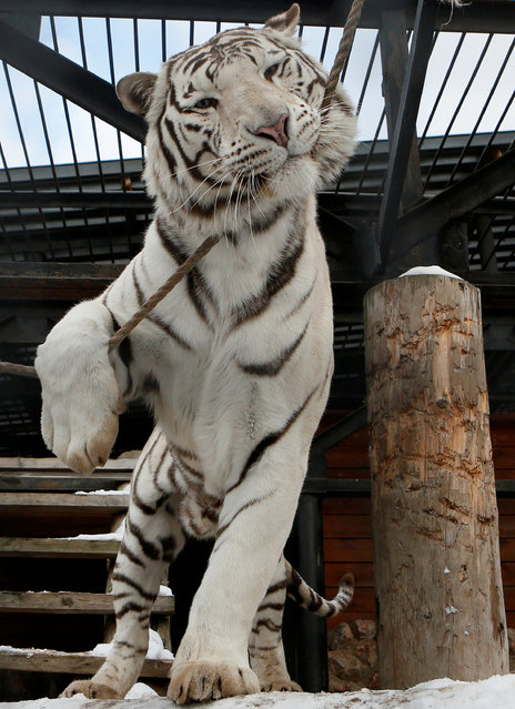 Khan, a five-year-old male White Bengal tiger, plays with a rope inside an open-air cage at the Royev Ruchey zoo in Krasnoyarsk, Russia, October 21, 2016. (Photo by Ilya Naymushin/Reuters)