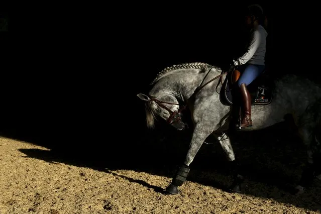 A woman rides a purebred Spanish horse during the Sicab International Pre Horse Fair which is dedicated in full and exclusively to the purebred Spanish horse in the Andalusian capital of Seville, southern Spain November 17, 2015. (Photo by Marcelo del Pozo/Reuters)