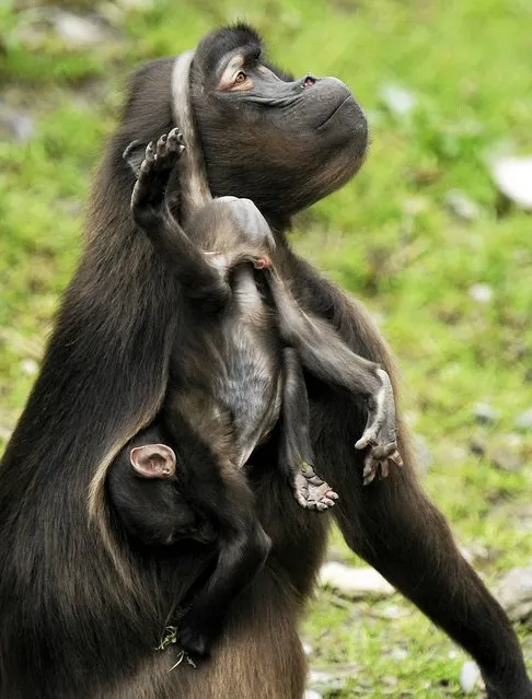 Gelada baboons (Theropithecus gelada) play in their enclosure at the Zoo in Zurich, Switzerland, Wednesday, May 15, 2013. (Photo by Steffen Schmidt/Keystone/AP Photo)