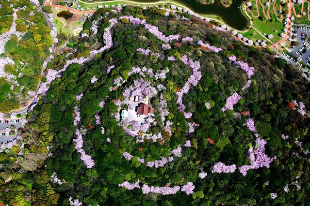 In this aerial image, fully bloomed cherry blossoms form a spiral at Konpira san in the Chuo Park in Kitakyushu, Fukuoka, Japan. (Photo by 2014 The Asahi Shimbun)
