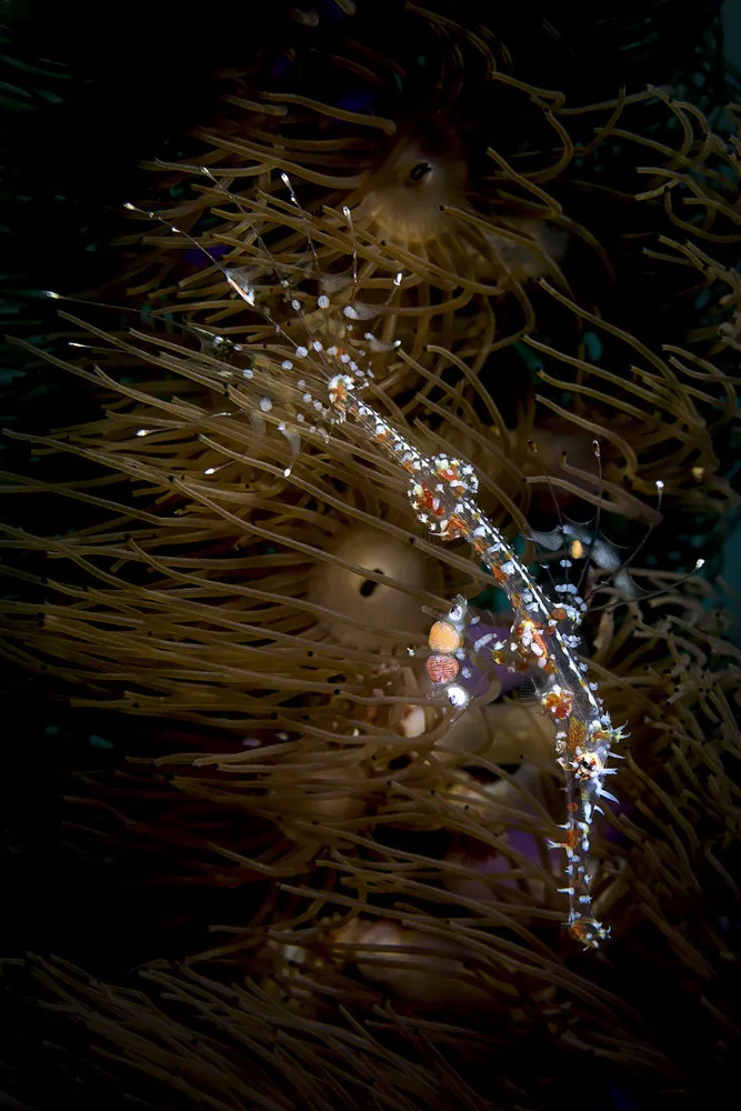 Creatures of the Deep